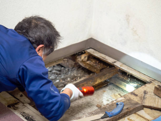 Best Mold Removal Specialists  in Wallace, ID