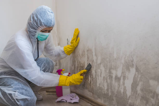 Best Professional Mold Removal  in Wallace, ID