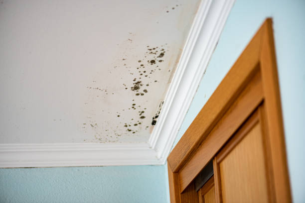 Best Mold Removal and Inspection  in Wallace, ID