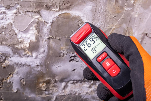 Best Mold Damage Repair  in Wallace, ID