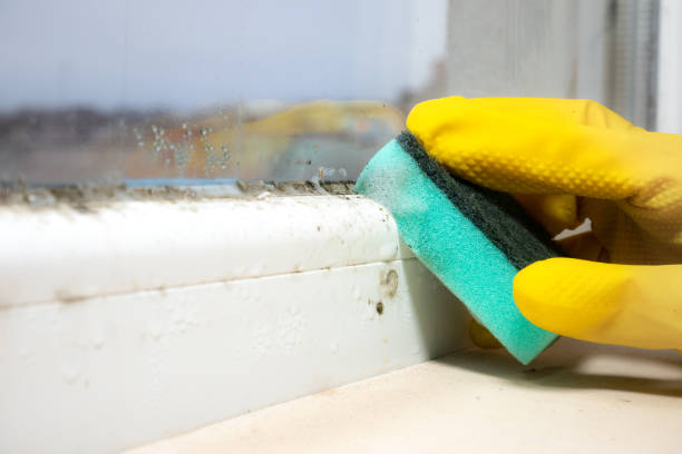 Mold Removal and Inspection in Wallace, ID