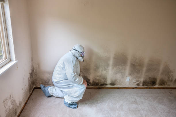 Best Residential Mold Removal  in Wallace, ID