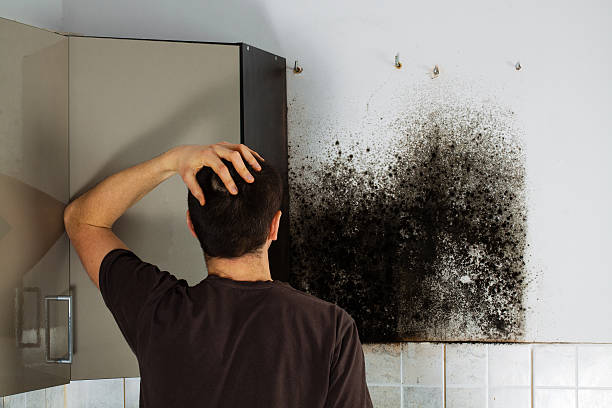 Best Emergency Mold Removal  in Wallace, ID