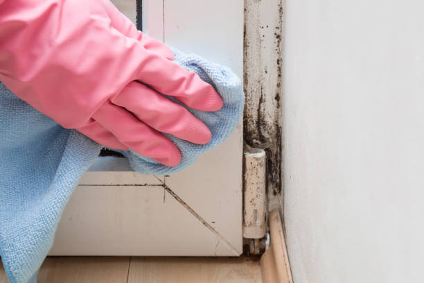 Trusted Wallace, ID Mold Removal Experts