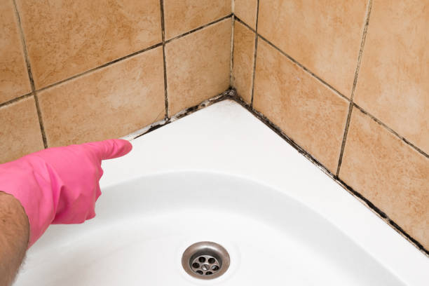 Best Commercial Mold Removal  in Wallace, ID
