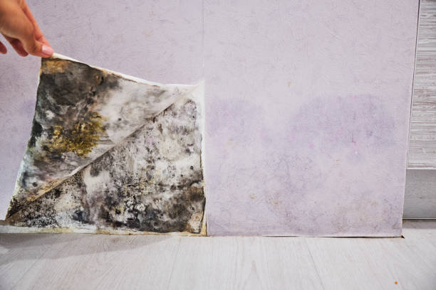 Best Mold Testing  in Wallace, ID